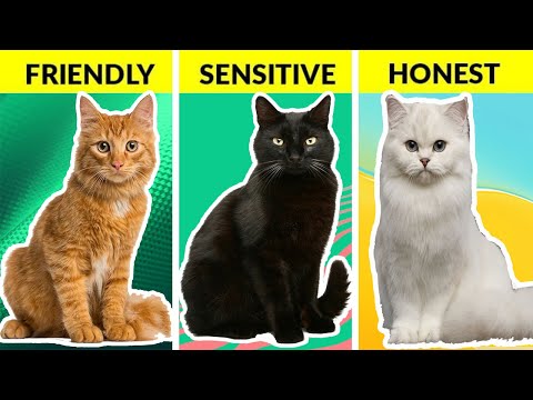 What Your Cat’s Color Says About Their Personality | How To Understand Your Cat Better