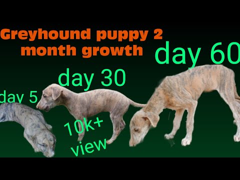 greyhound puppies growing up | from day 1 to 60 days | 2 month growth of greyhound puppy