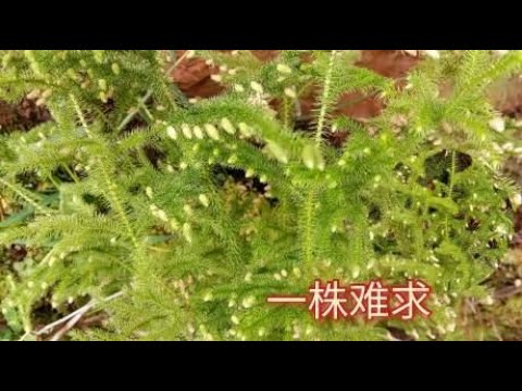 总算是找到它了，“伸筋草”可遇而不可求，网友：不辱使命