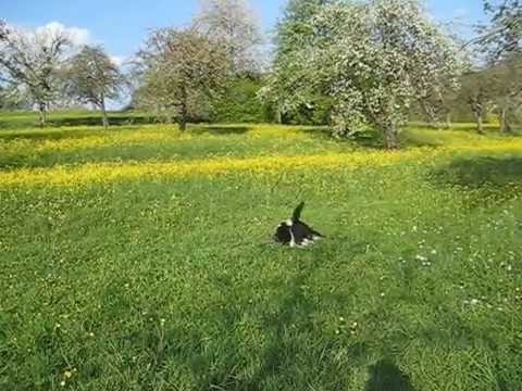 Asha & Tasso    April 2014