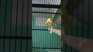 Download lagu kenari Giboso e20 Gacor mp3