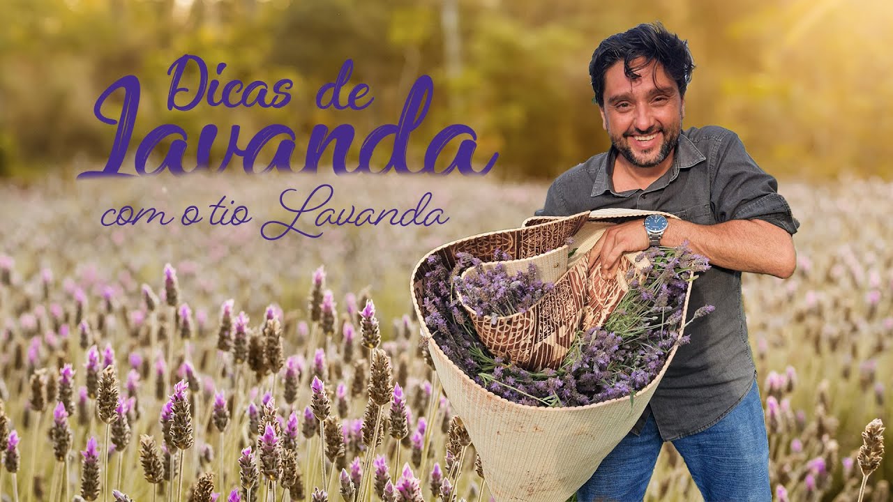 Como plantar mudas de lavanda - Dicas do Tio Lavanda