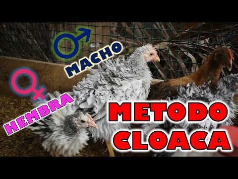 , title : 'Como saber si tu Pollo es Macho o Hembra  | Método de la Cloaca'