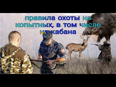 Правила охоты на копытных животных в том числе на кабана.