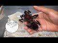 SAD DAY ~ My BIG AGGRESSIVE TARANTULA is DEAD  :(