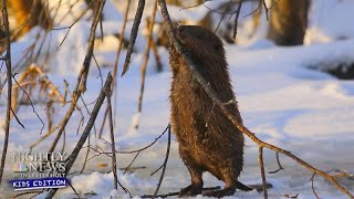 Why do beavers build dams? | Nightly News: Kids Edition