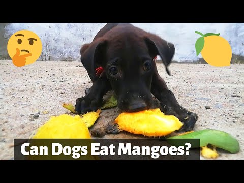 YouTube video about: Can dogs have dried mangos?