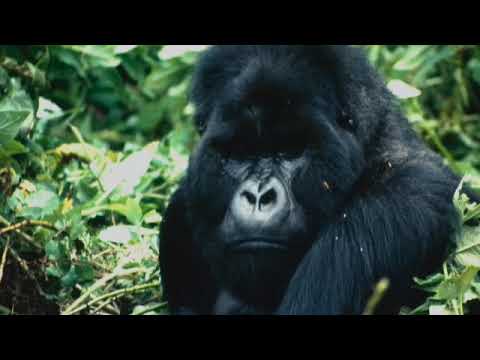 The Vagabond Imperative #003 - Gorillas in the Mist