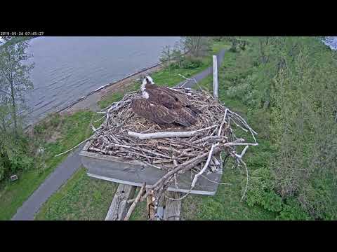 Unidentified Osprey on nest. 5/24 074415 20190524 074623