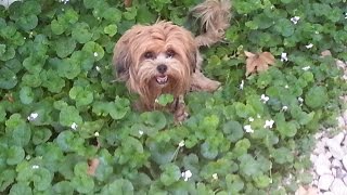 Dog jumps like a rabbit