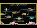 Stevie Wonder Ribbon In The Sky 2000 Remastered