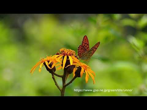 70倍スローな世界　高原のヒョウモン