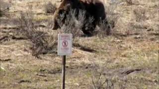 preview picture of video 'Yellowstone Grizzly Bear'