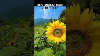 태백 해바라기축제 #shorts