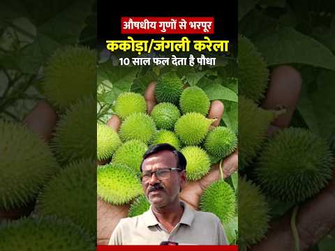 This plant bears fruit for 10 years😱 || Spiny Gourd farming #spinegourd #medicinalplants