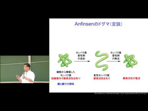 マッソスポンディル科 - 定義