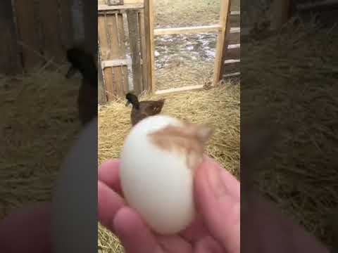MY DUCK LAID AN EGG!!!! QUACKERS///HOBBY FARMING VIDEO