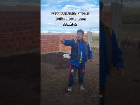 estiércol de la llama aquí en #curahuara_de_carangas #Oruro #Bolivia