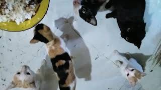 Download lagu Beginilah !! Cara Merawat Kucing Di Rumah mp3