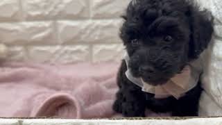 トイプードルの動画01