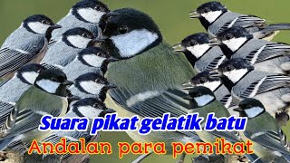Download lagu suara pikat Burung gelatik batu gacor dan cocok juga buat pancingan gelatik batu yg susah bunyi✅✅✅ mp3 Download lagu suara pikat Burung gelatik batu gacor dan cocok juga buat pancingan gelatik batu yg susah bunyi✅✅✅ mp3