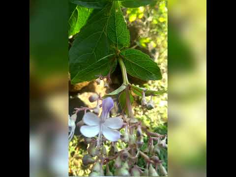 Bharangi Extract Powder