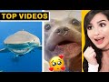 Hilarious TikToks That Made Me Cry Laugh SSSniperWolf