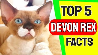 Top 5 Devon Rex Facts - Devon Rex Cat Breed