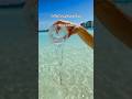 Cancun Hotel Zone Beaches Are Beautiful And Clean