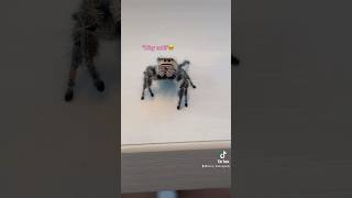 Download lagu When Rose won over the world with her cuteness 🌹🥹 #short #rose #jumpingspider #nature #love mp3 Download lagu When Rose won over the world with her cuteness 🌹🥹 #short #rose #jumpingspider #nature #love mp3
