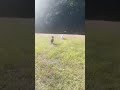 Video thumbnail 7 — Maggie Oct 25 - In Foster in Garner NC