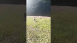 Video preview image #1 Poodle (Standard) Puppy For Sale in Pacolet, SC, USA