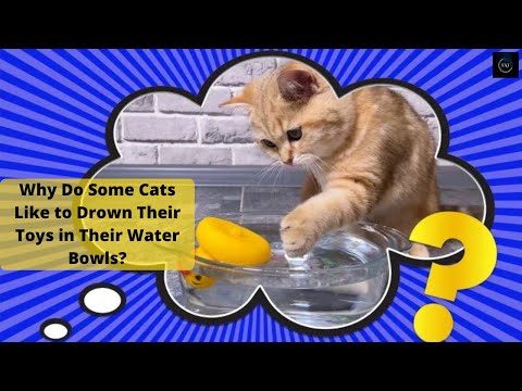 Why Do Some Cats Like to Drown Their Toys in Their Water Bowls? || THE A TEAM ||