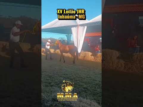M.M.A. no XV Leilão JHR | 56 anos de tradição e excelência na raça Campolina