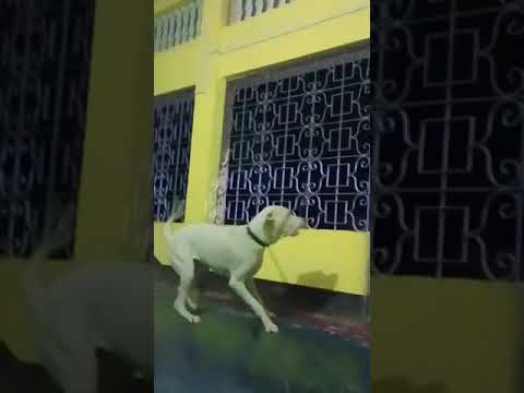 Dogo Argentino // Barking // Angry..