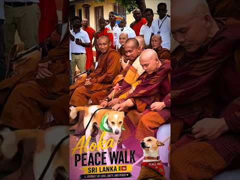 Aloka has always been a lovely dog.