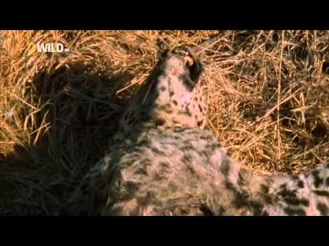 La reina de los leopardos