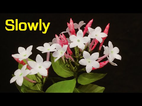 ABC TV | How To Make Jasminum Officinale Paper Flower With Shape Punch (Slowly) - Craft Tutorial