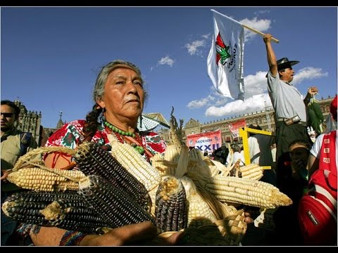 How NAFTA Displaced Millions of Mexican Farmers