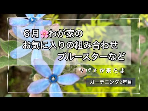 園芸 ブルーウッドアスター、ハートリーブアスター