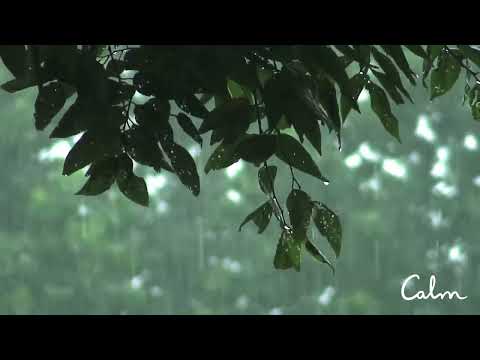 Rainstorm Sounds for Relaxing, Focus or Deep Sleep   Nature White Noise   8 Hour Video