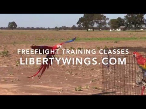 Preparing Parrots To Fly Outdoors