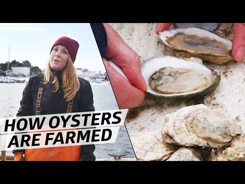 , title : 'What It Takes to Farm 10,000 Oysters a Week in Freezing Temperatures — How to Make It'