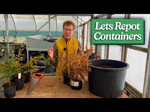 Early Spring Prep for Perennials & Shrubs in Containers: How To Repot & Split