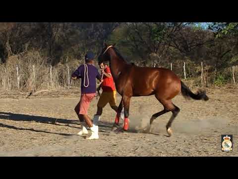 1° GP 3/4 Raça no Hipódromo Maracanã em Piquet Carneiro-ce
