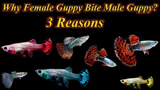 Why Does Female Guppy Bite Male Guppy Fish?... கடிப்பதற்கான 3 காரணம் / Fish Aquarium Tamil