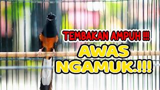 Download lagu variasi tembakan murai batu, masteran ampuh murai batu agar cepat masuk mp3 Download lagu variasi tembakan murai batu, masteran ampuh murai batu agar cepat masuk mp3