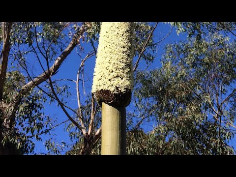 Xanthorrhoea species (Gulgadya (Cadigal), Grass Tree)