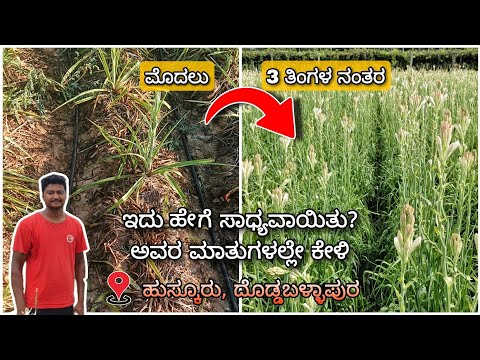 ತೆಗೆದು ಬಿಡಬೇಕು ಅಂತ ಇದ್ದ ಸುಗಂಧರಾಜ ಈಗ ಹೇಗಿದೆ ಗೊತ್ತಾ! Proper use of Bio fertizers can do wonders |