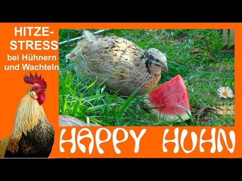 , title : 'E99 Hitzestress bei Hühnern und Wachteln verhindern - HAPPY HUHN - Geflügel vor Hitze schützen'